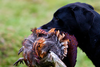 Pheasant Shooting Photography by Betty Fold Gallery